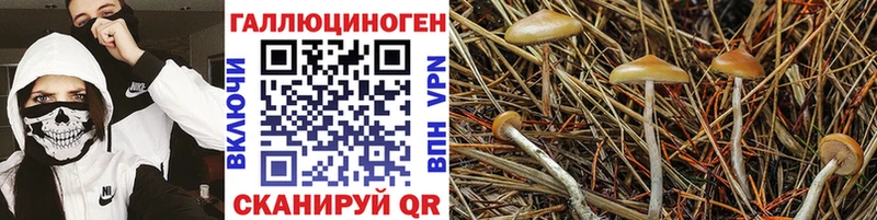 Галлюциногенные грибы мицелий  kraken tor  Чадан 
